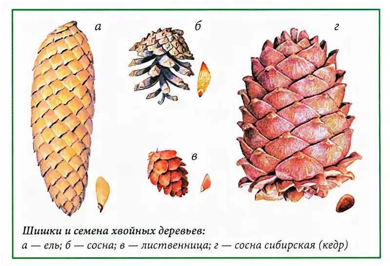 Строение шишки сосны кедровой. Ель строение шишки. Шишки хвойных деревьев атлас определитель. Сосна ель лиственница шишки. Семена шишек сосны и ели