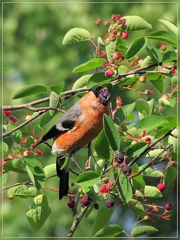 Снегирь кочующая птица. Снегирь. Где снегири летом. Снегирь летом в подмосковье. Снегирь летом фото.