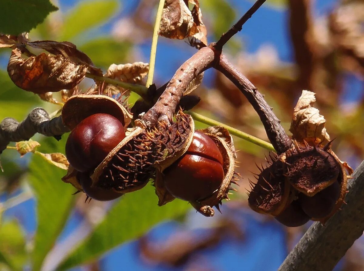 Конский каштан обыкновенный Aesculus hippocastanum. Каштан конский (Aesculus). Конский каштан обыкновенный плод. Aesculus hippocastanum (кашта́н обыкнове́нный). Каштановые предложения