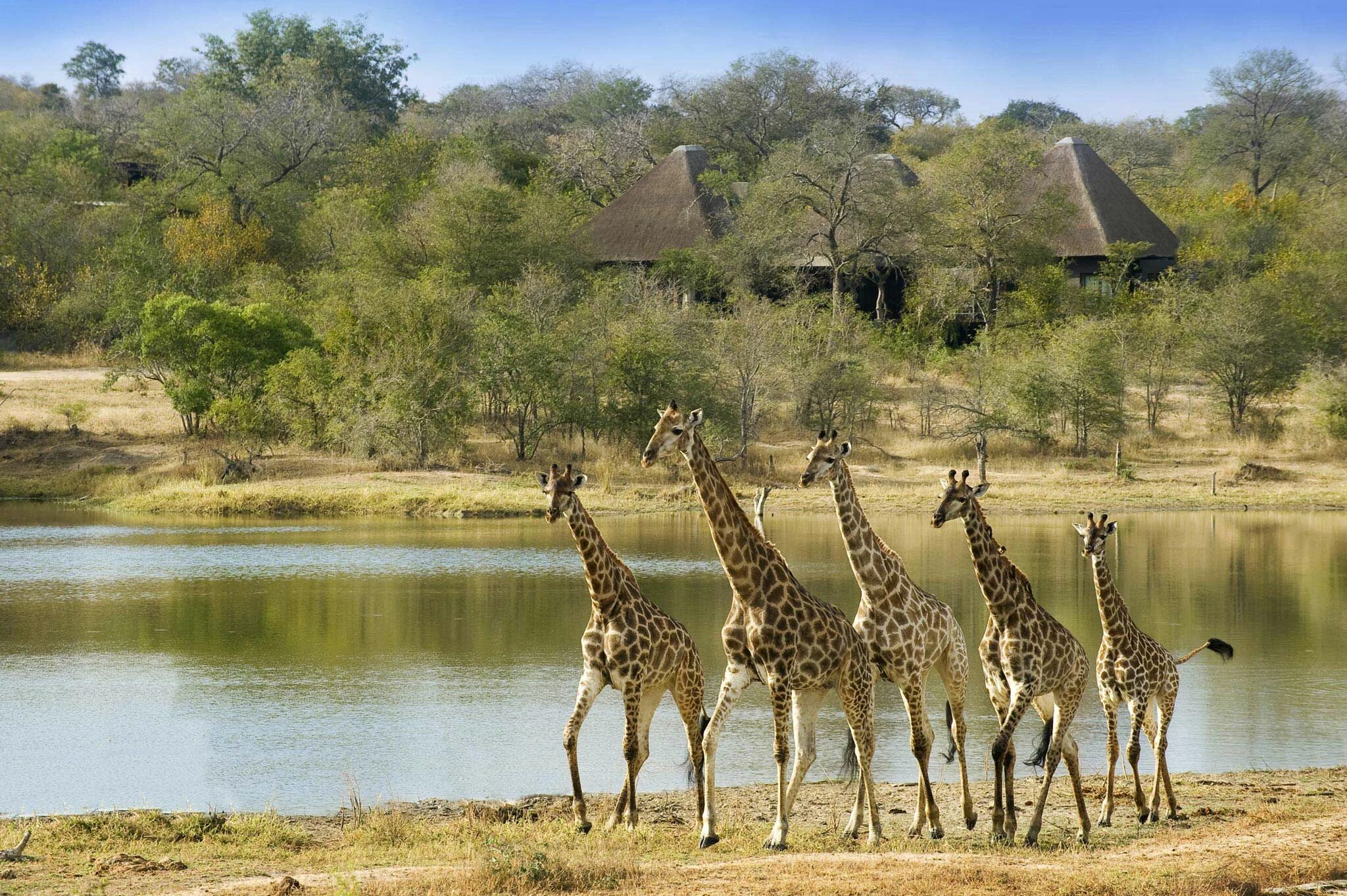 Africa safari. ЮАР сафари. Крюгер парк ЮАР. Сафари парк Африка. Национальный парк Крюгера Танзания.