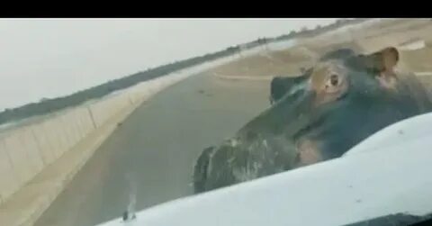 Скорость бегемота на суше