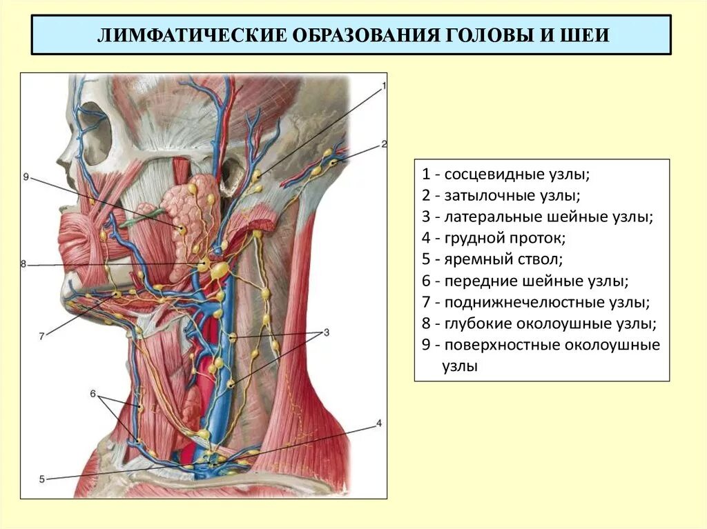 Лимфоузел в мышце. Лимфатическая система головы и шеи схема. Лимфатическая система лица и шеи анатомия. Лимфатическая система человека анатомия шеи. Лимфатические сосуды шеи анатомия.