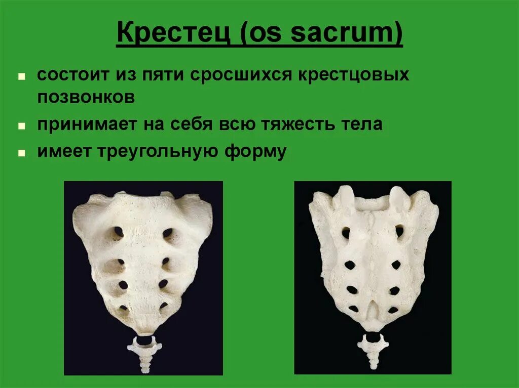 Строение крестца. Сросшиеся крестцовые позвонки. Крестец os Sacrum. Промежуточный крестцовый гребень.