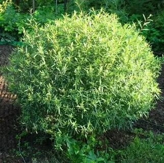 Ива белая карликовая
