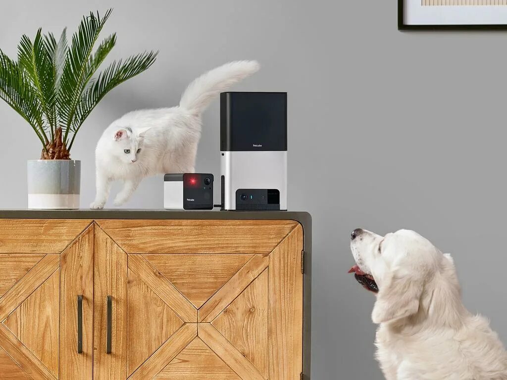 Having pets at home. Petcube bites камера для питомцев. Проекта Petcube.. Smart Home features for Pets. Innovative Pets.