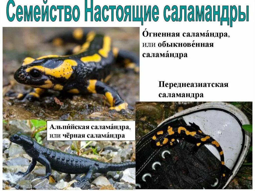 Сообщение о саламандре