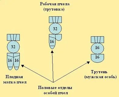 Пчелы хромосомы