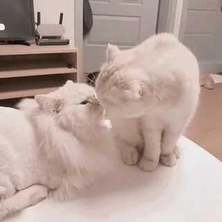 Это кот это мы