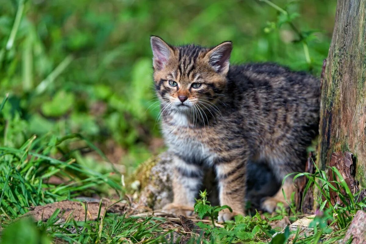 Европейский Лесной кот камышовый. Шотландская Лесная кошка. Европейская Дикая Лесная кошка. Лесная кошка (Felis Silvestris).