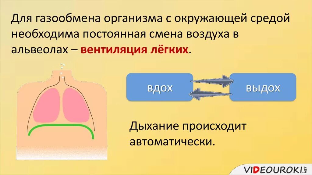 Процесс во время дыхательного движения. Регуляция процесса дыхания. Газообмен между организмом и окружающей средой. Дыхательные движения схема. Дыхание и газообмен.