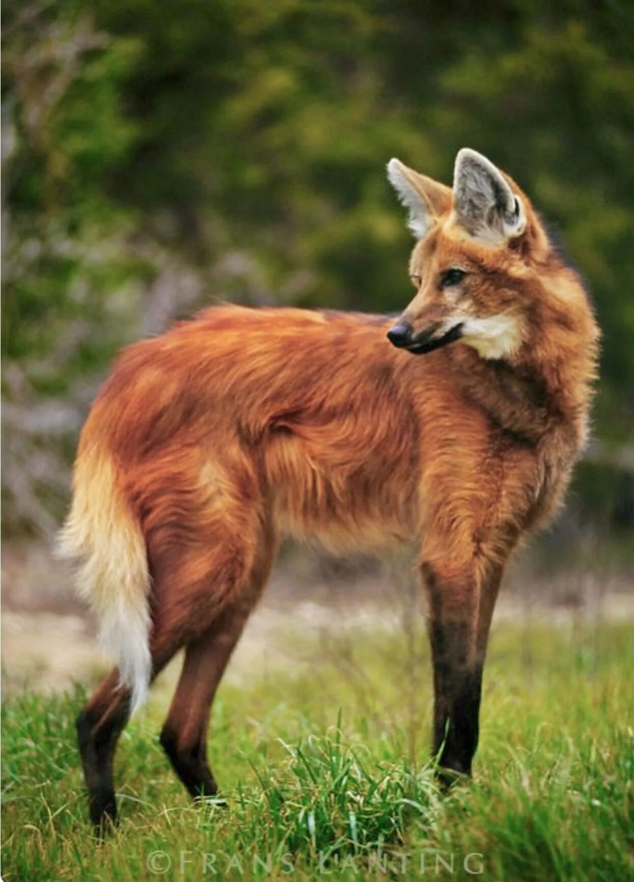 Волк и лиса. Личисчка чечтричка и волк. Волк койот и шакал. Скорость лисы и волка. Конкуренция между волком и лисой.