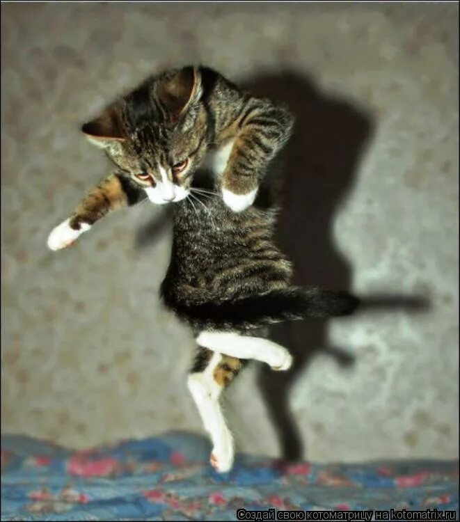 Уважаю хозяина. Коты танцуют. Кот танцует. Смешные картинки про котов с надписями. Смешные картинки с животными с надписями.