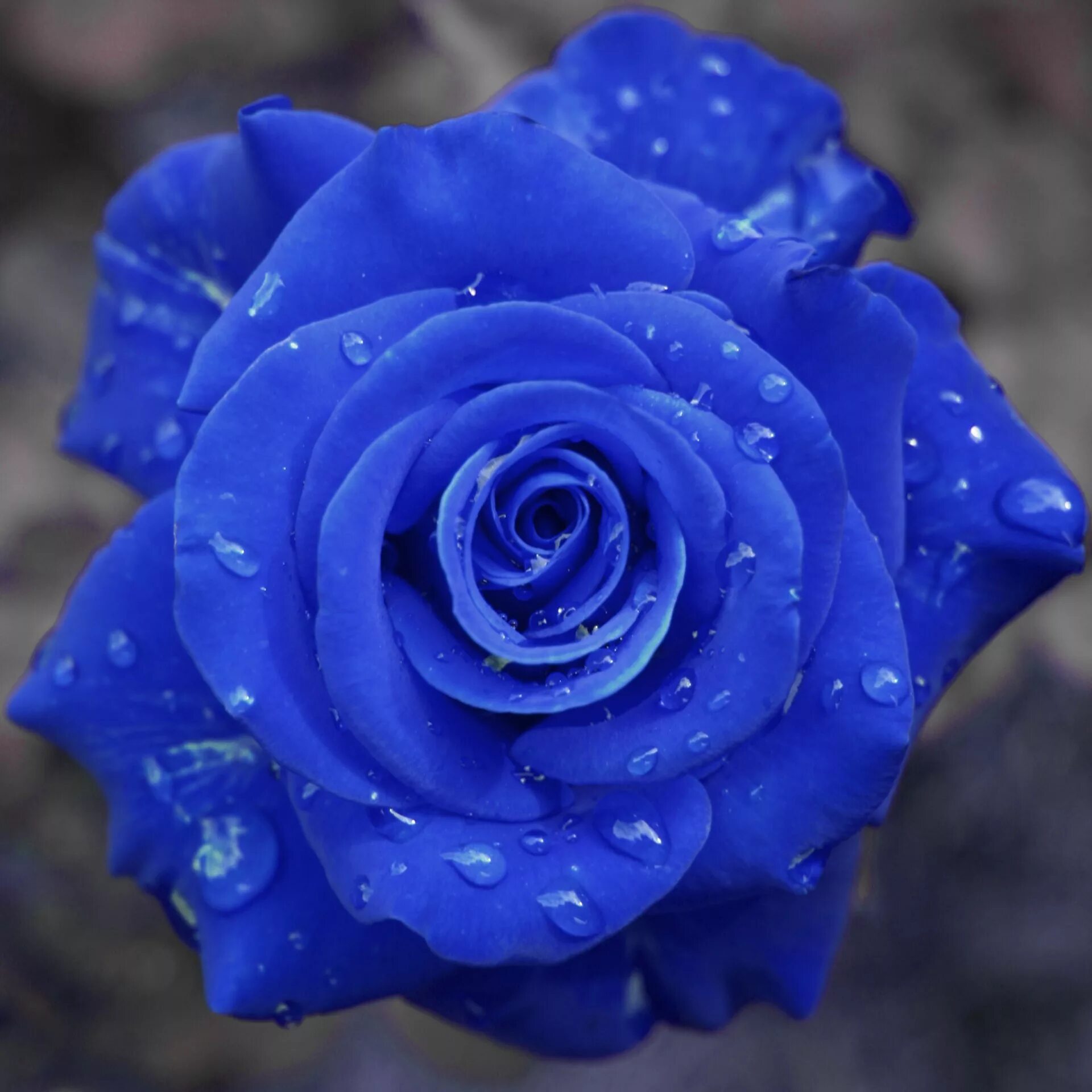 Где есть синий. Роза голубой Блу.... Роза Бомбей голубая роза. Блуе Фловер. Голубая Перинея роза.