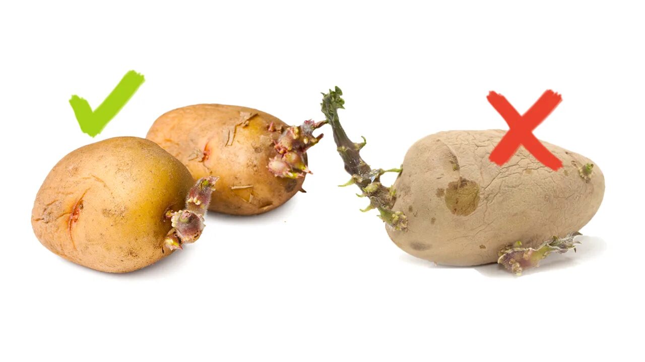 Poisonous potato update. Ядовитый картофель. Ядовитая картошка. Картошка согревающий овощ. Как сделать ядовитый картофель.