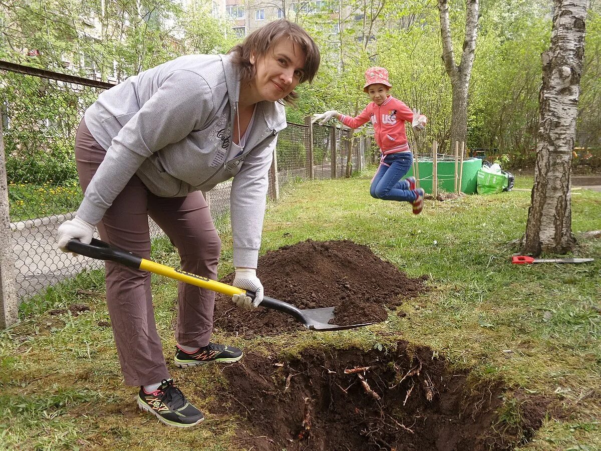 Digging holes. Высокая посадка деревьев. Посадить дерево в Ботаническом саду Петрозаводска. Посадка Дубов Петрозаводск. The dig.