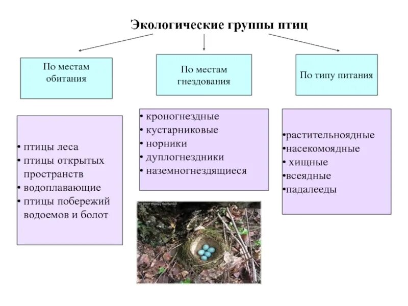 Экологические группы птиц примеры