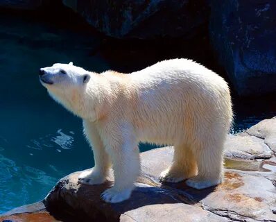 Polar bear