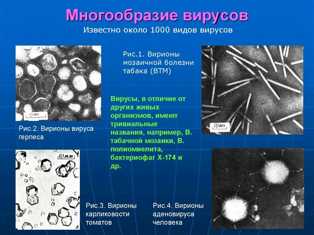 Фотографию вируса и названия. Разнообразие форм вирусов. Вирус разнообразие вирусов. Многообразие вирусов в биологии. Видовые названия вирусов.