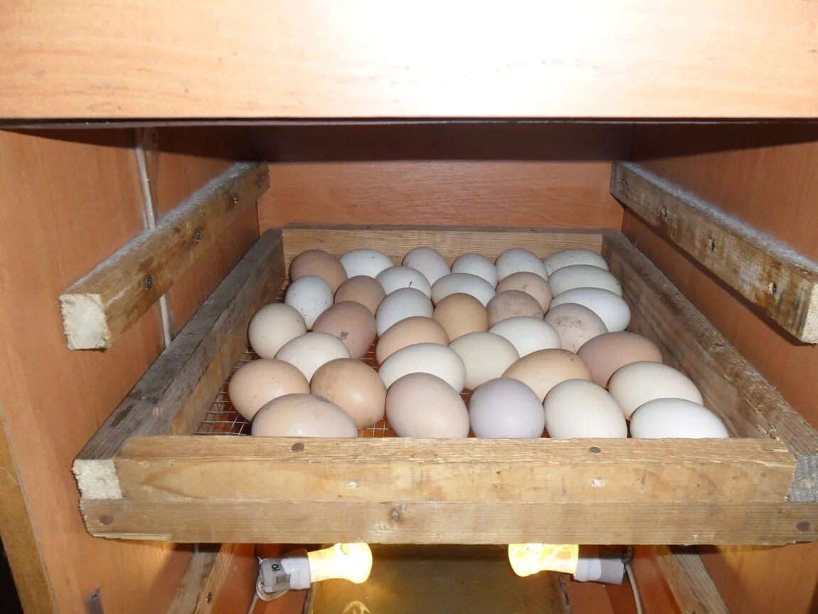 Инкубатор для яиц на 64 яиц Smart household small incubator. Лоток для инкубатора под куриные яйца TC-88. Инкубатор на 380 яиц. Лоток для яиц 735 х 550 х 35мм инкубатор. Яйца из холодильника в инкубатор можно
