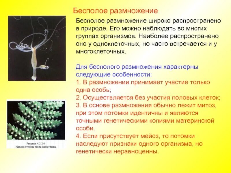 Широко распространенной формой