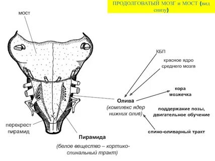 Спинной продолговатый мозг и мост