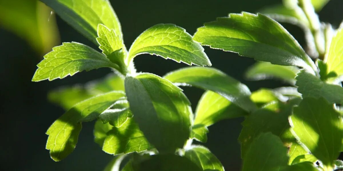 Стевия. Stevia rebaudiana. Стевия растение. Стевия медовая.