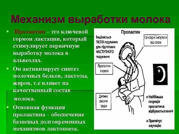 Механизм выработки грудного молока. Гормон отвечающий за выработки молока. Гормон вырабатывающий грудное молоко. Какой гормон отвечает за лактацию.