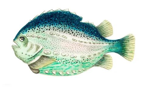 Fish 12