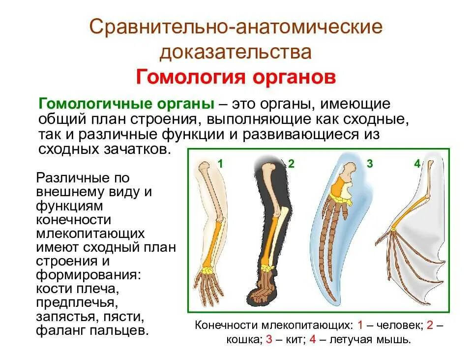 Рудименту атавизмам приведите. Сравнительно-анатомические доказательства эволюции. Гомологичные органы доказательства эволюции. Рудименты сравнительно-анатомические доказательства. Эволюция органическогомира сравнимельно анатомически.