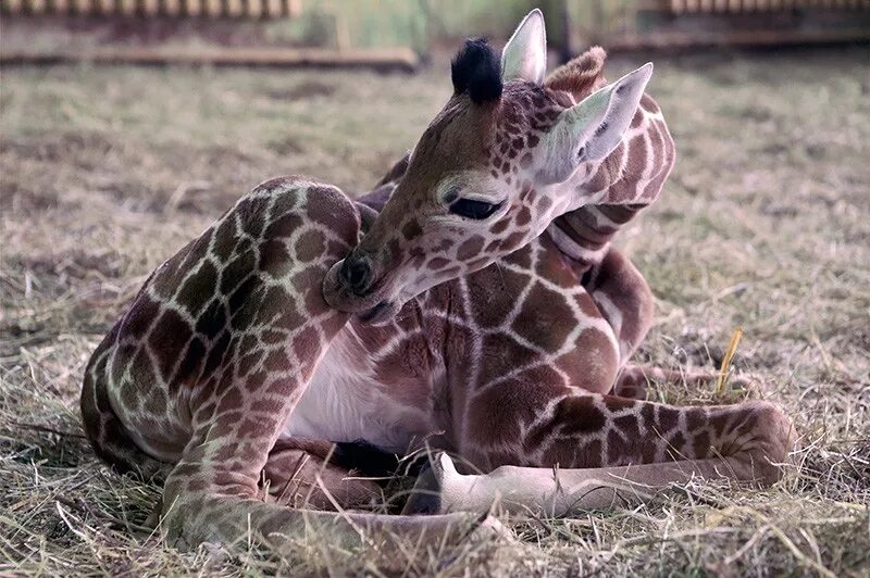 Сколько всего детенышей жирафа родилось за два. Калининградский зоопарк Жираф. Детеныш жирафа. Жираф с детенышем. Детёныш жирафа новорожденный.