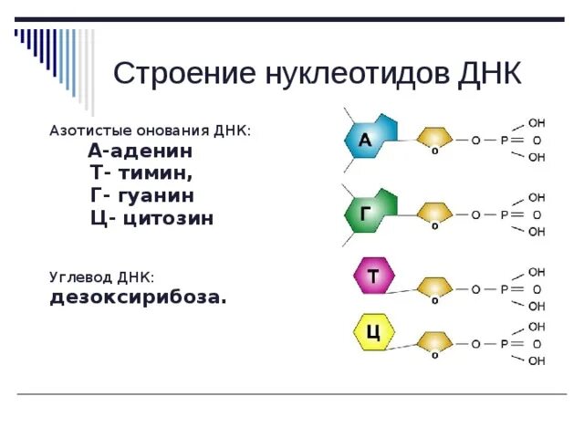 Нуклеотиды углеводы днк