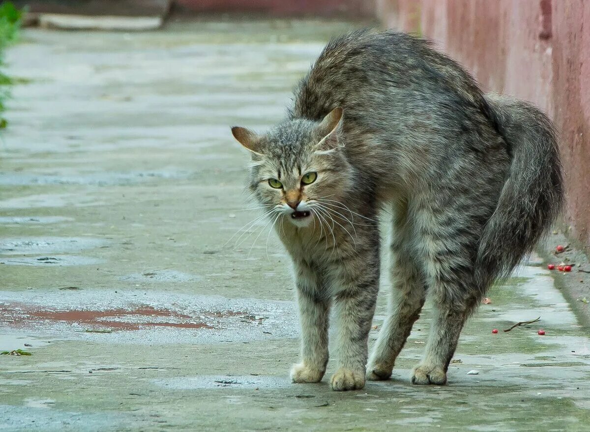 Угрожающие позы. Сибирская кошка агути. Дворовый кот. Кошка на дыбах. Злой дворовый кот.