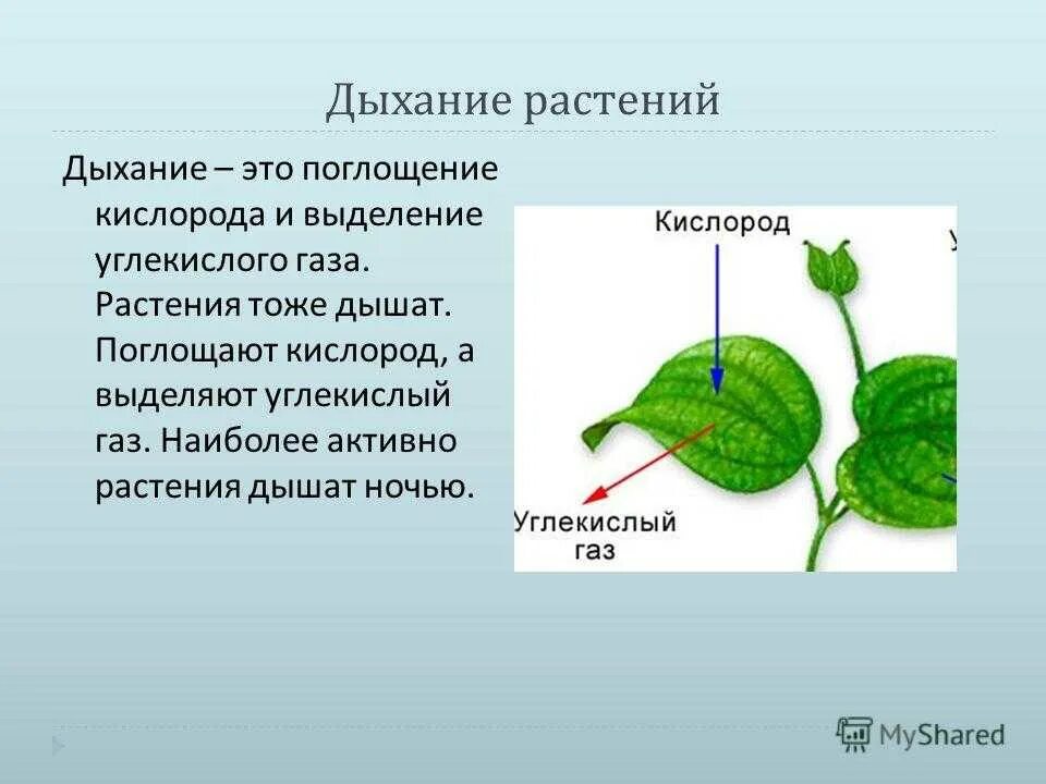 Из воздуха лист получает. Процесс дыхания растений. Процесс дыхания у растений происходит. Процесс дыхания растения орган. Как дышат растения.