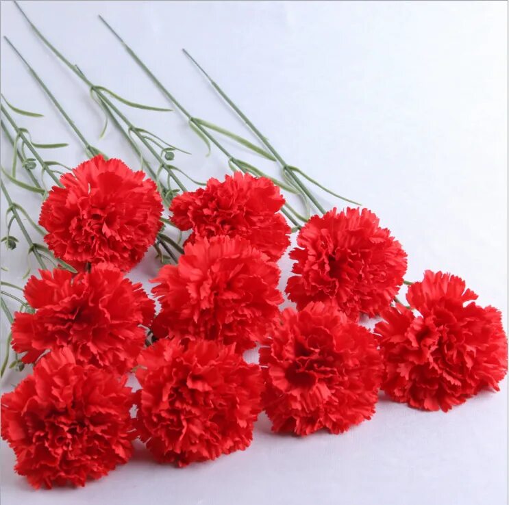 Pin by Jana Malechov\u00E1 on Květina Flowers, Carnation flower, Garden