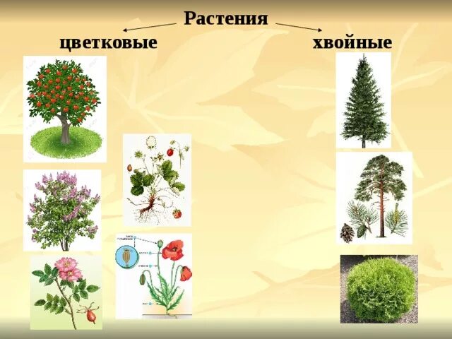 Хвойные 3 класс. Хвойные и цветковые. Цветковые растения и хвойные растения. Хвойные и цветковые деревья. Части хвойных растений.