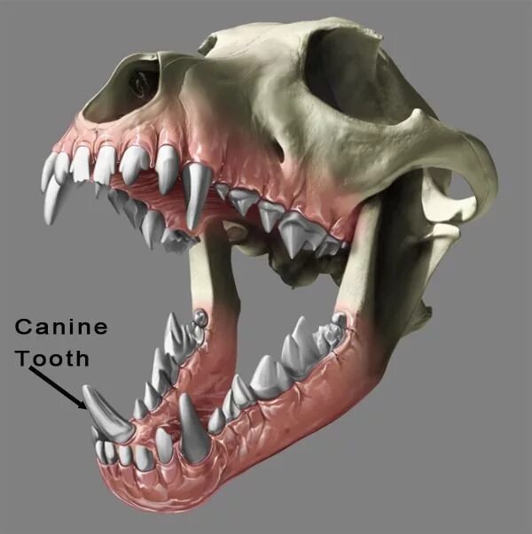 Собачья челюсть строение. Анатомия челюсти собаки.