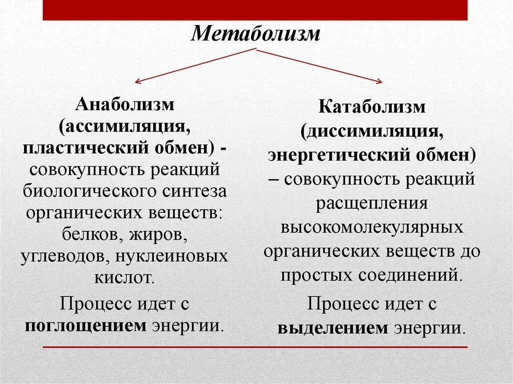 Анаболизм и катаболизм две стороны единого процесса метаболизма. Ассимиляция и диссимиляция. Ассимиляция в обмене веществ. Метаболизм энергетический обмен пластический обмен. Совокупность реакций пластического обмена