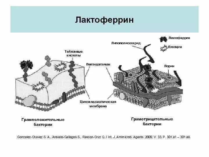 Jarrow formulas, theanine 200. Лактоферрин строение. Лактоферрин механизм действия иммунология. Лактоферрин строение. Лактоферрин биохимия.