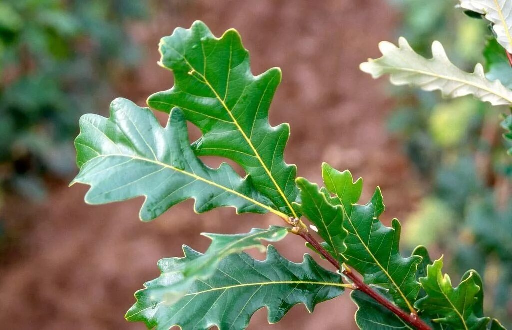 Дуб черешчатый (Quercus Robur). Дуб черешчатый – ruereus rohum. Дуб обыкновенный (Quercus Robur). Дуб черешчатый (обыкновенный) - Quercus Robur. Диаметр дуба черешчатого