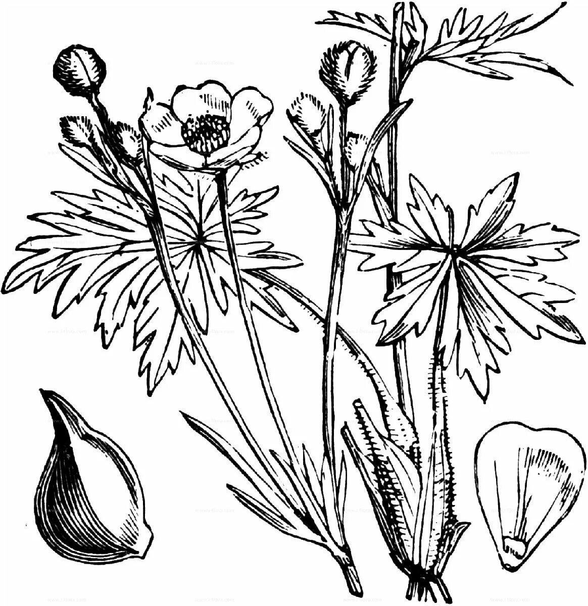 Лютик едкий (Ranúnculus Ácris. Лютиковые Ranunculaceae. Лютик едкий ботаника. Андроцей Лютика.