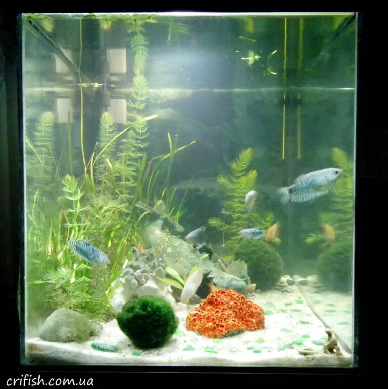 запуск креветок в аквариум. лимонник рыбка аквариумная. грунт в аквариум для растений. нано травник аквариум. баланс в аквариуме.