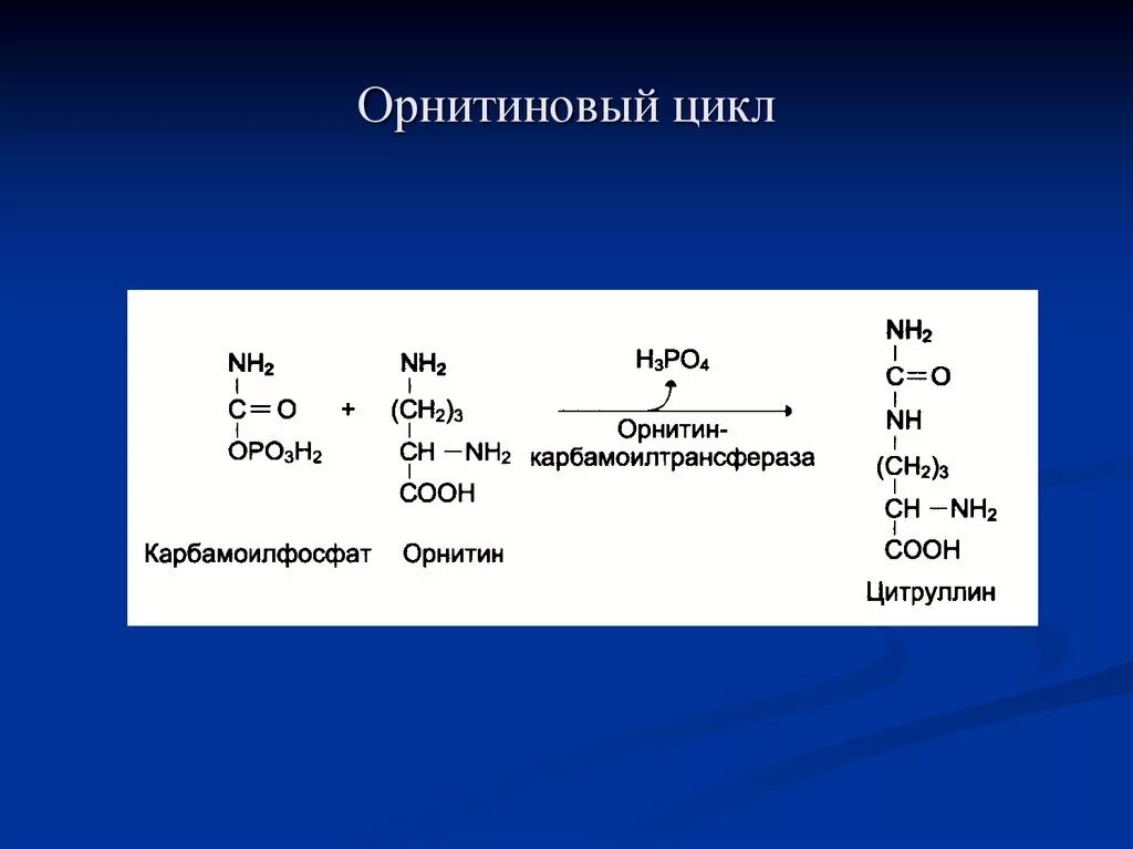 Карбамоилфосфат орнитин. Орнитиновый цикл синтеза мочевины. Карбамоил фомфат орнитинового цикла. Реакции орнитинового цикла биохимия. Орнитиновый цикл реакции