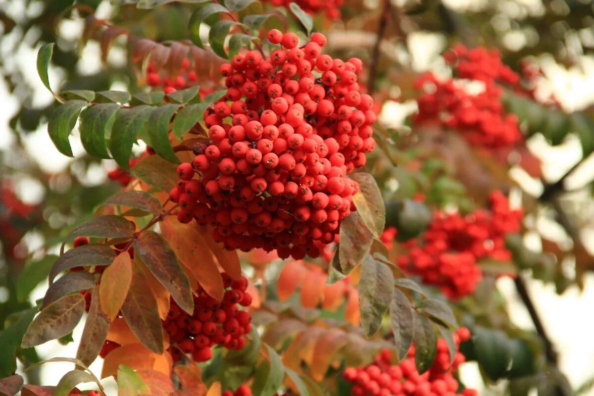 Рябина обыкновенная многоствольная. Рябина (Sorbus). Красная гроздь рябины. Осень рябина. Ярко красная рябина