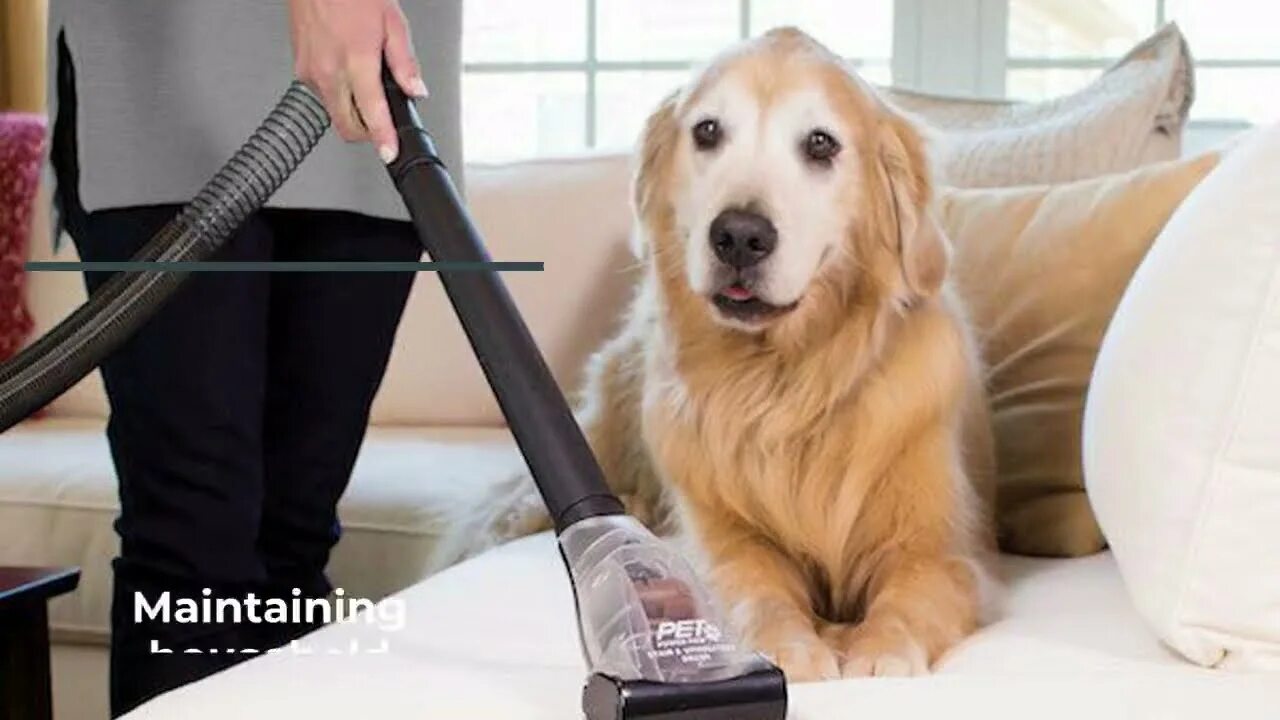 Pet clean. Cleaning Dog. Clean Pet. Pet Home sl32965. Home with Pets.