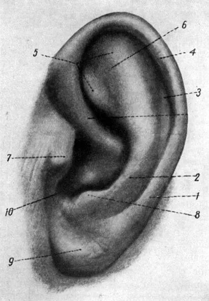 Козелок ушной раковины анатомия. Строение наружного уха козелок. Ушная раковина анатомия строение уха. Мочка ушной раковины анатомия.
