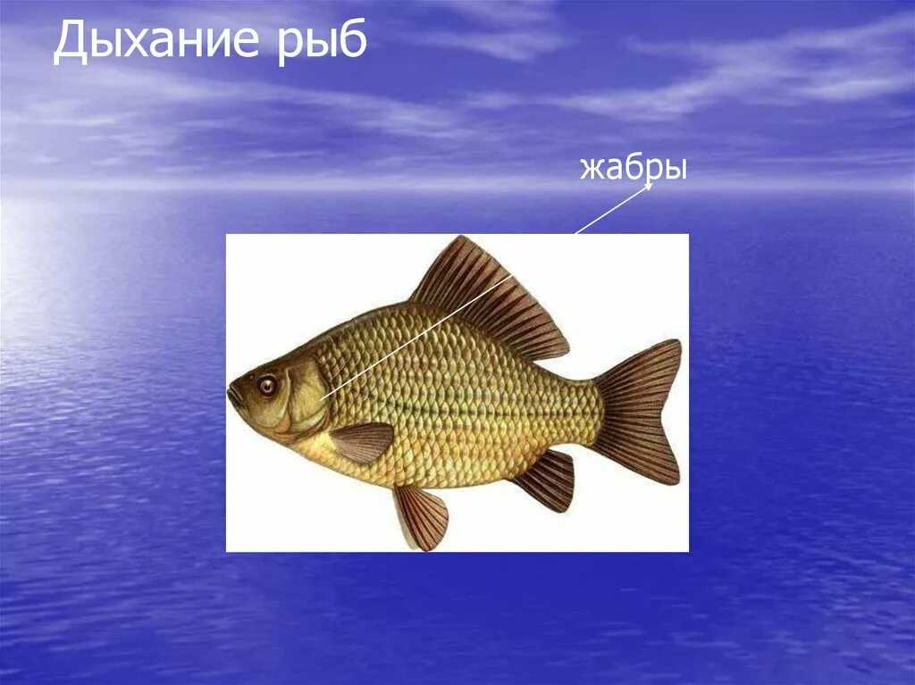 Как дышат рыбы в воде. Рыбы обитатели водоемов. Обитатели соленых водоемов. Обитатели пресных водоемов рыбы. Как дышат рыбы.