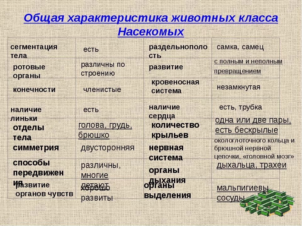 Видовое название человека. Характеристика насекомых 7 класс биология. Таблица насекомые 7 класс биология общая характеристика. Класс насекомые общая характеристика 7 класс таблица. Особенности строения насекомых таблица.