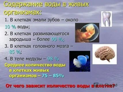 Вещества входящие в состав живых организмов схема