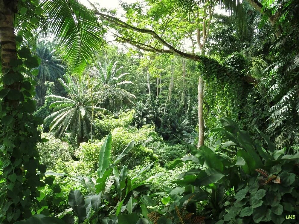 Джунгли Борнео. Растения тропических лесов Африки. Зона экваториальных влажных вечнозеленых лесов.