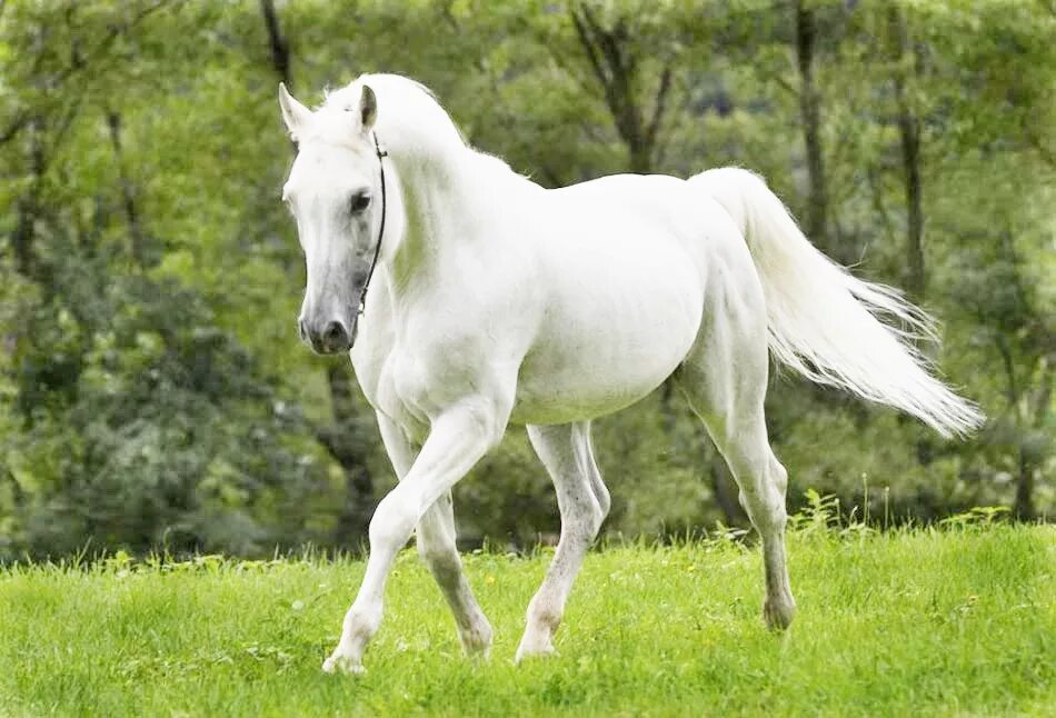 Белоснежные лошадки. Пегий Орловский рысак. Лошадь породы Томпсон. Андалузская лошадь гнедая. Белый Шайр лошадь.